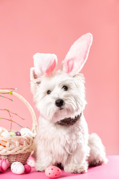 Happy Easter concept Preparation for the holiday Cute white dog next to colorful Easter eggs Spring postcard