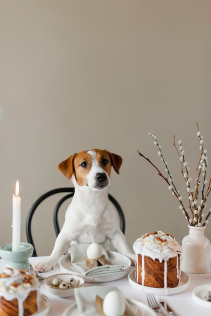 Happy Easter Cute Jack Russell Terrier dog sitting at served Easter table indoors