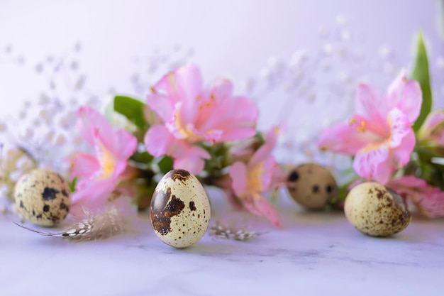 Happy easter quail eggs feathers spring pink flowers on very peri background