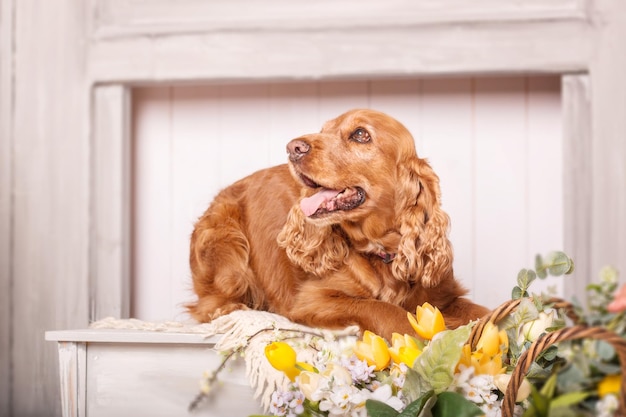 Happy English Cocker Spaniel dog portrait with flowers