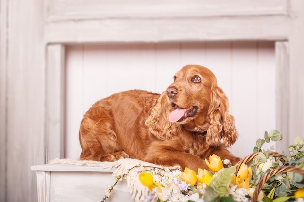 Happy English Cocker Spaniel dog portrait with flowers