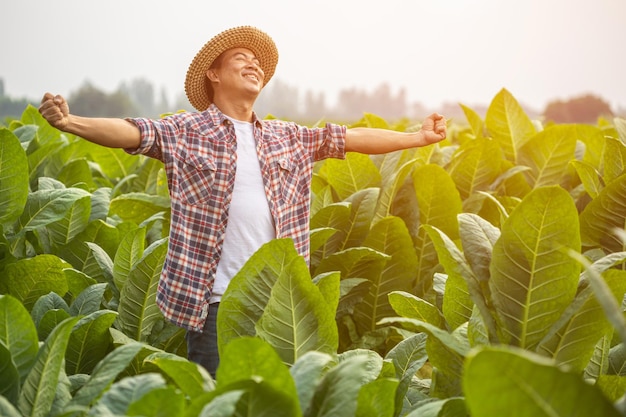 Happy farmer Asian farmer working in the field of tobacco tree spread arms and raising his success fist happily with feeling very good while working Happiness for agriculture business concept