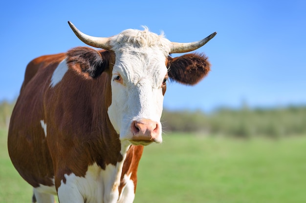 Happy and free single dairy cow on a green meadow in a sunny day