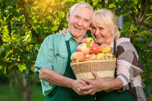 Happy gardeners holding apple basket smiling old man and woman love and labor