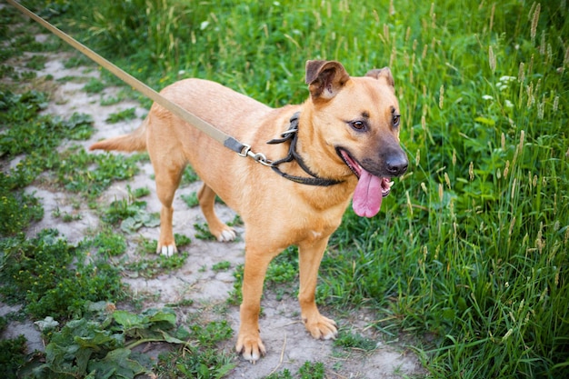 Happy ginger dog with tongue out walking on leash on path among green grass