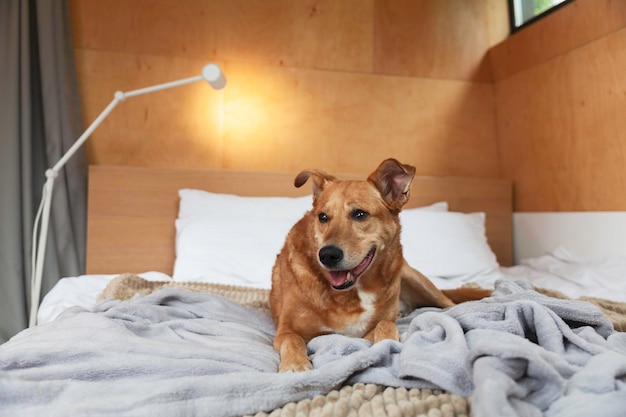 Happy ginger mixed breed dog on bed