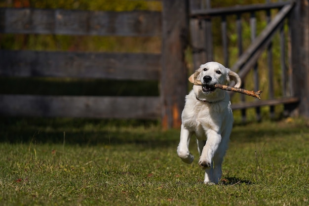 Happy golden retriever puppy runs across a lawn and carries a stick in its teeth