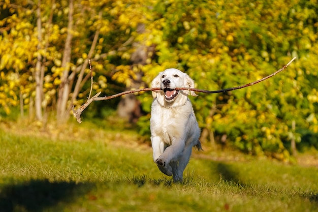 Happy golden retriever puppy runs with long stick in his teeth in autumn park