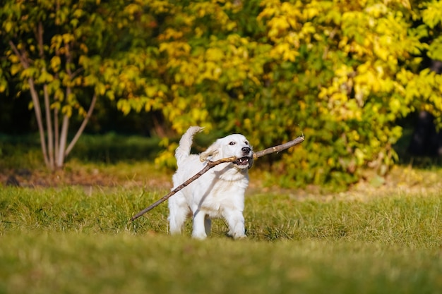 Happy golden retriever puppy runs with long stick in his teeth in autumn park