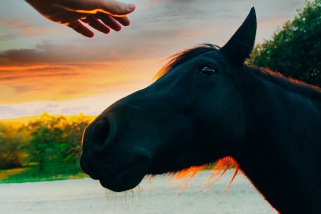 Happy hairy horse face. Horses and humans. portrait of horse. horse head with man hand. Touch of the friendship between man and horse in the forest