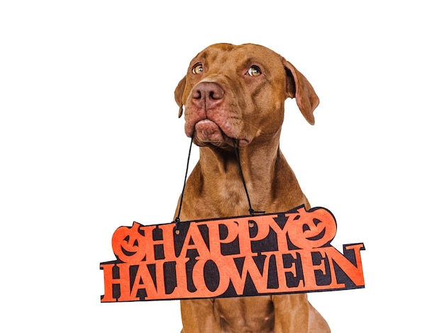 Happy Halloween Lovable pretty brown puppy Close up