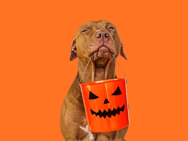 Happy Halloween Lovable pretty brown puppy Close up