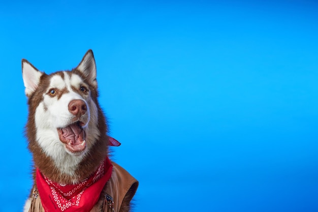 Photo happy husky dog smiling on colored blue background