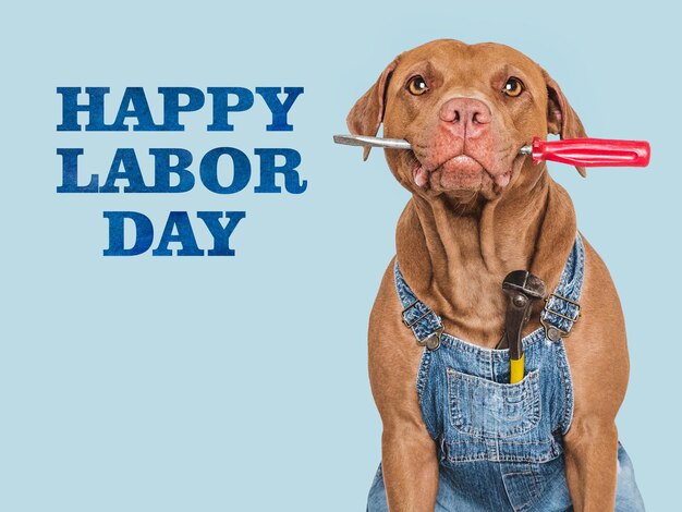 Photo happy labor day cute dog and congratulatory inscription