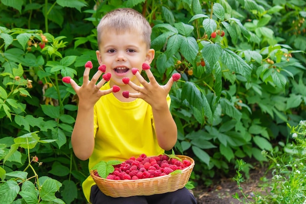 A happy little child is eating a raspberry and holding a basket with a berry