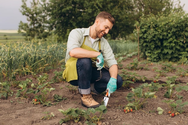 Happy male gardener working on strawberry garden