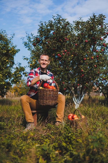 Happy male worker picking fresh ripe apples in orchard during autumn harvest Apple harvest time in autumn