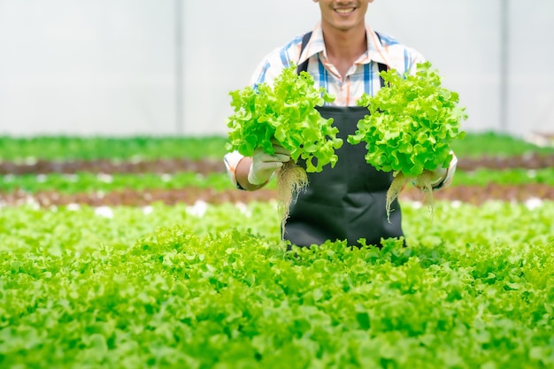 Happy man smiling and holding fresh green oak lettuce in hydroponic farm