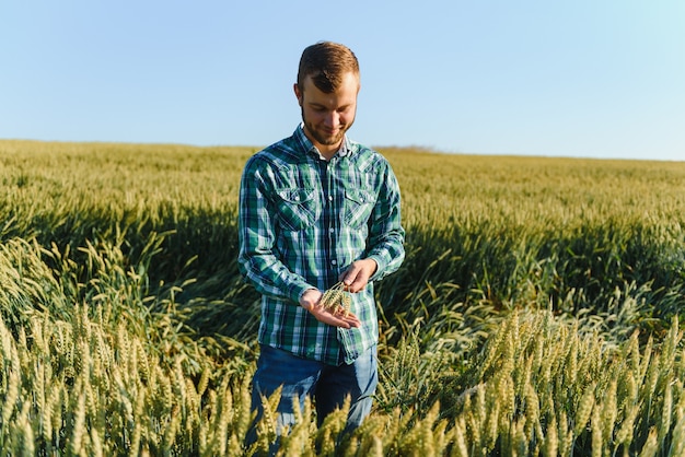 Happy mature technician checking the growth of the wheat for a quality control in a cereal field in summer