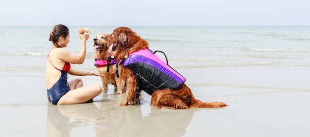 Happy moment of Golden retriever dog in life jacket play ball on beach with girl