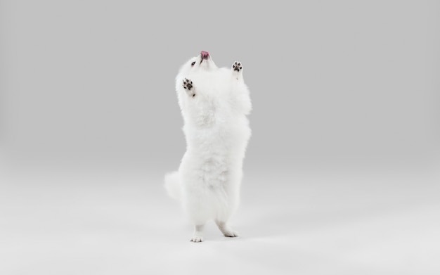 Happy in motion. Spitz little dog is posing. Cute playful white doggy or pet playing on grey studio background. Concept of motion, action, movement, pets love. Looks happy, delighted, funny.