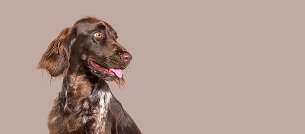 Happy munsterlander dog against white background banner