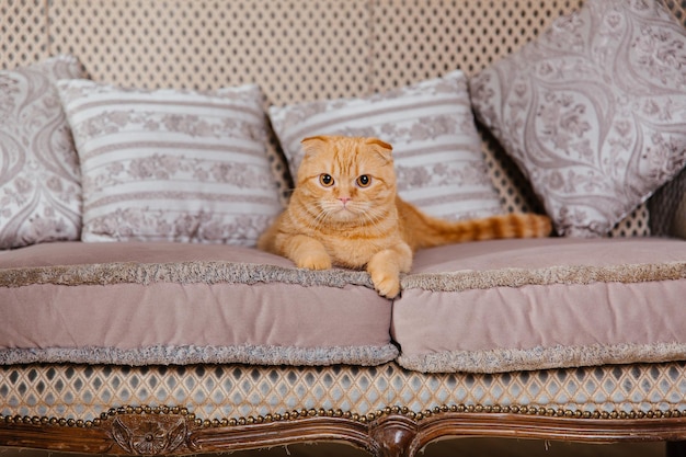 Happy New Year, Christmas holidays and celebration. Cat breed Scottish Fold portrait.