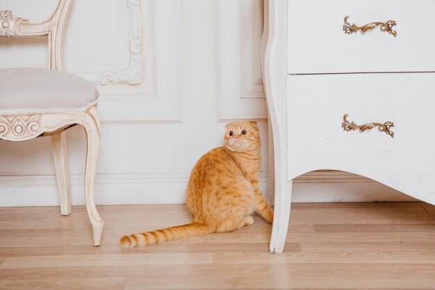 Happy New Year, Christmas holidays and celebration. Cat breed Scottish Fold portrait.