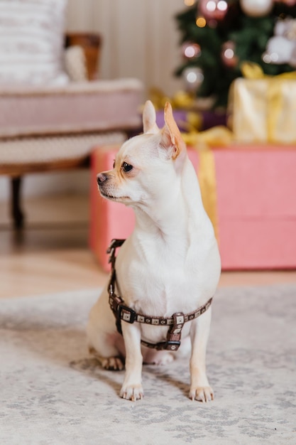 Happy New Year, Christmas holidays and celebration.  Dog (pet) near the Christmas tree.