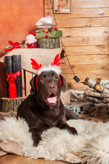 Photo happy new year, christmas holidays and celebration.  dog (pet) near the christmas tree.