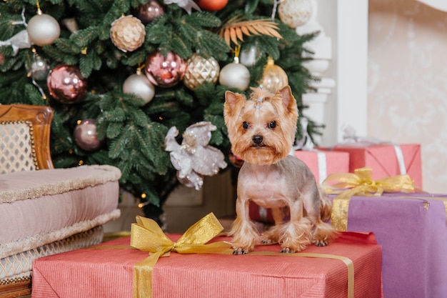 Photo happy new year, christmas holidays and celebration.  dog (pet) near the christmas tree.