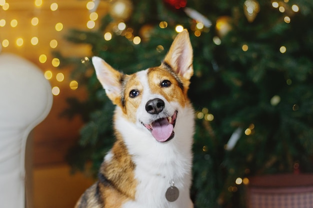 Photo happy new year, christmas holidays and celebration.  dog (pet) near the christmas tree.