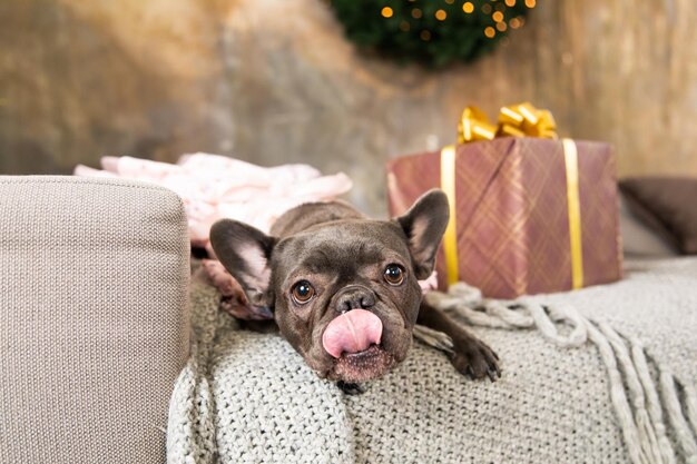 Photo happy new year christmas holidays and celebration dog pet with gift box cute french bulldog dog breed