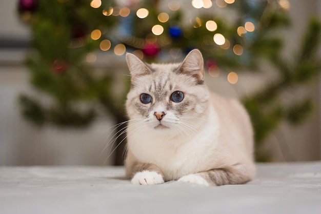 Happy New Year, Christmas holidays and celebration. Siamese cat breed portrait.