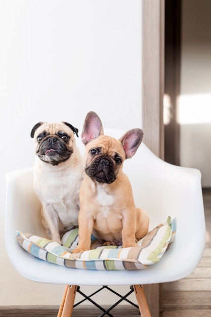 Happy pets pug dog and french bulldog sitting on a chair looking at the camera. Dogs are waiting for food in the kitchen