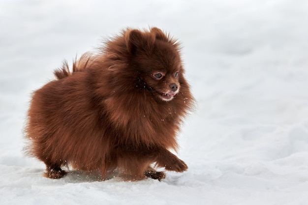 Happy Pomeranian Spitz dog on winter outdoor walking on snow cute chocolate brown Spitz puppy