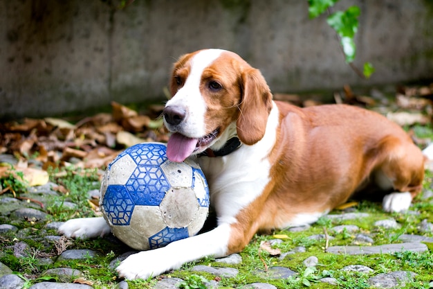 Happy red-haired Beagle dog, with a ball lying on the grass