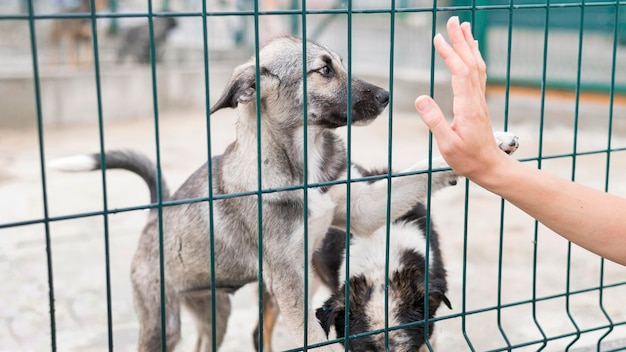 Happy rescue dogs behind fence at adoption shelter