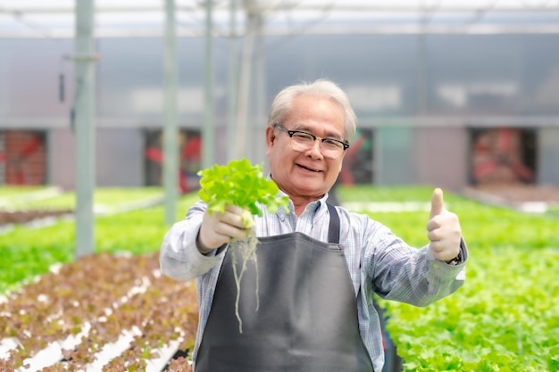 Happy senior Asian man holding fresh lettuce vegetable and showing thumb up in greenhouse hydroponic