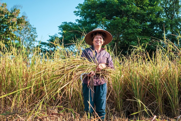 A Happy senior Asian woman farmer smiling harvesting rice in a field rice plants in golden yellow