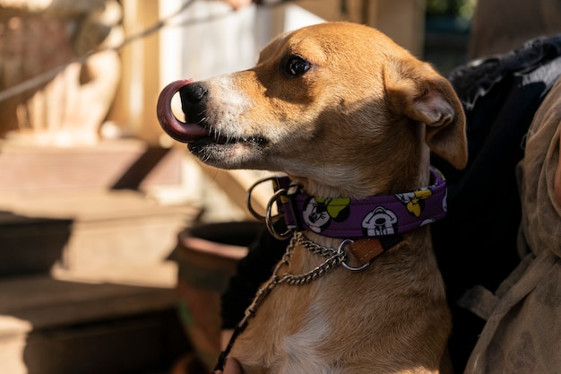 Happy small dog on the veranda of a country house autumn theme warm shade copyspace