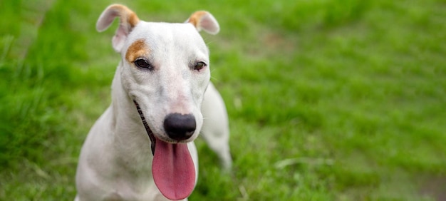 Happy smile of Jack russel puppy dog on green park