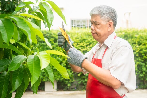 A happy and smiling Asian old elderly man is pruning twigs and flowers for a hobby after retirement in a home. Concept of a happy lifestyle and good health for seniors.