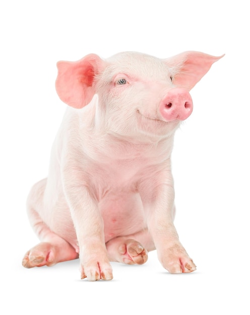 Happy smiling baby pig isolated on white background