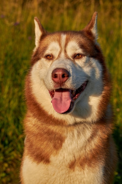 Happy smiling face of a red husky dog closeup