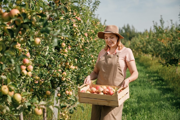 Happy smiling female farmer worker crop picking fresh ripe apples in orchard garden during autumn harvest Harvesting time