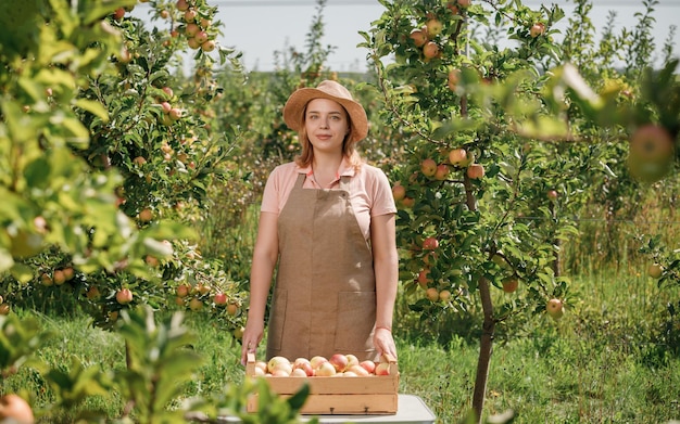 Happy smiling female farmer worker crop picking fresh ripe apples in orchard garden during autumn harvest Harvesting time