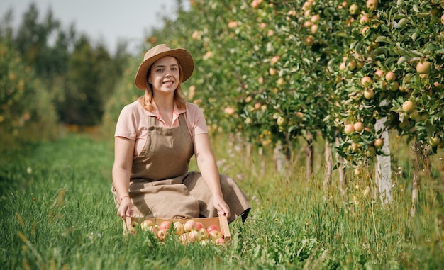 Happy smiling female farmer worker crop picking fresh ripe apples in orchard garden during autumn harvest Harvesting time