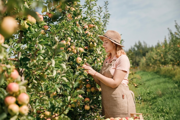 Happy smiling female farmer worker crop picking fresh ripe apples in orchard garden during autumn harvest Harvesting time