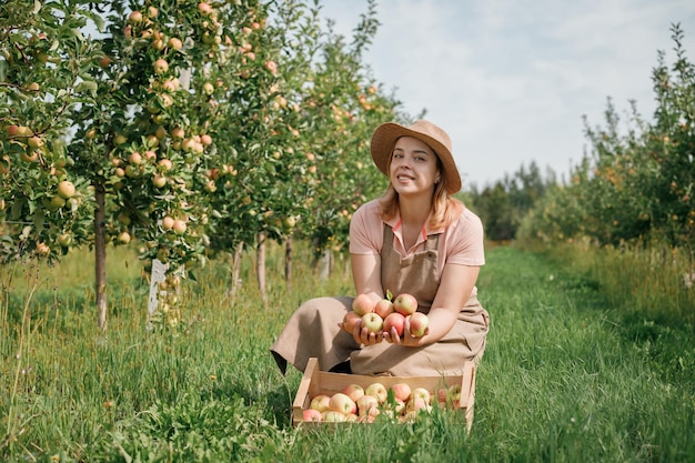 Happy smiling female farmer worker crop picking fresh ripe apples in orchard garden during autumn harvest Harvesting time